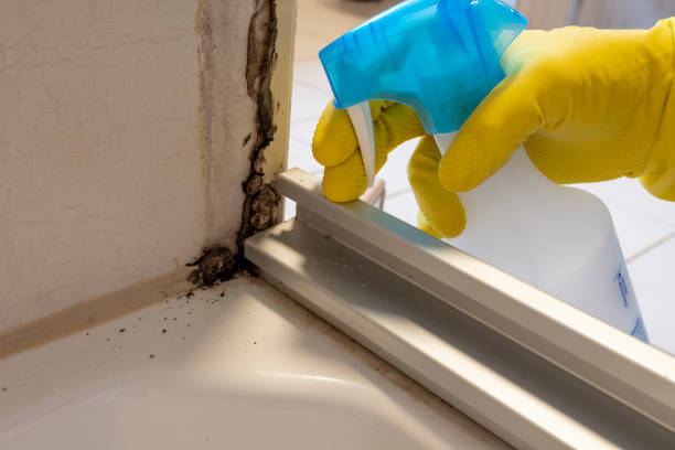 Best Same-Day Mold Removal  in Coweta, OK