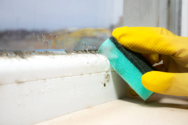 Best Mold Testing and Removal  in Coweta, OK