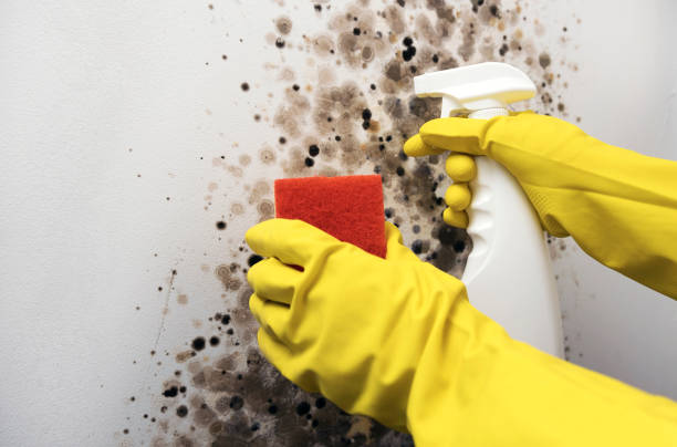Best Home Mold Removal  in Coweta, OK